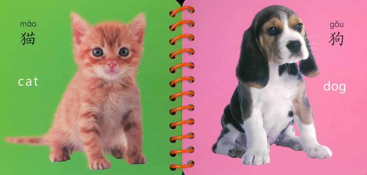 Flash Card Bundle: Animal Kingdom