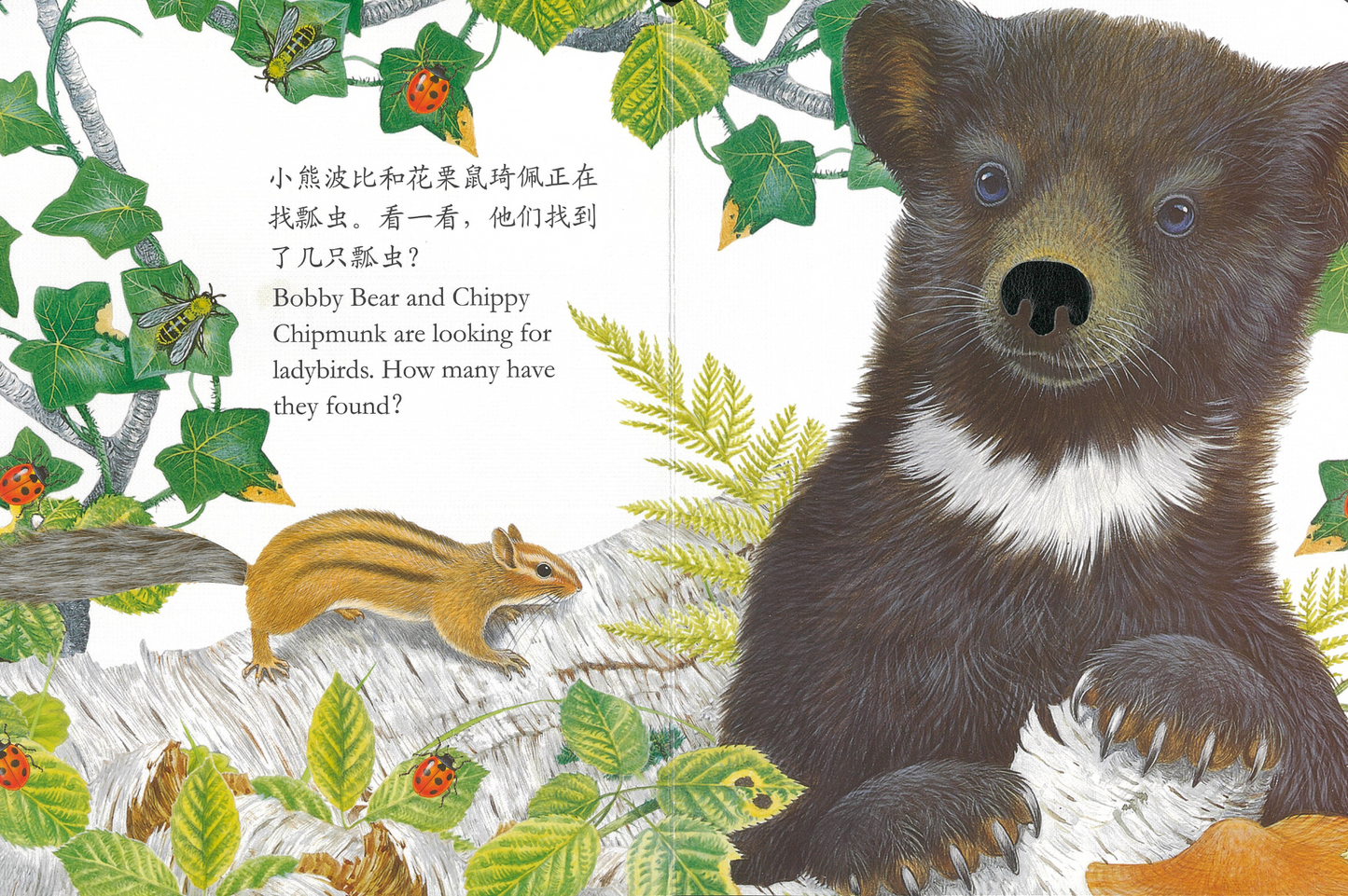 Touch and Feel Board Book: Bobby Bear 《小熊波比触摸书》