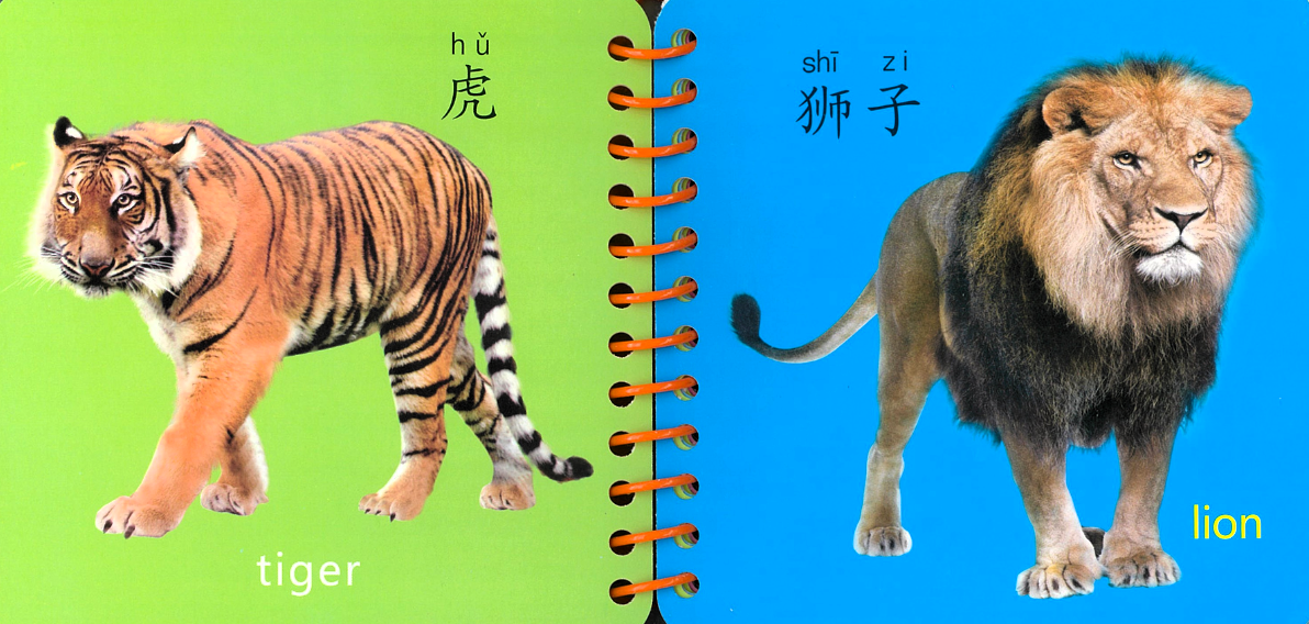 Flash Card Bundle: Animal Kingdom