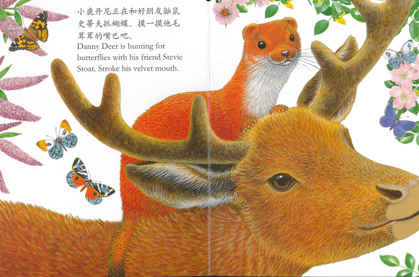 Touch and Feel Board Book: Bobby Bear 《小熊波比触摸书》