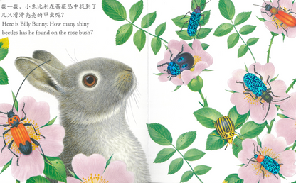 Touch and Feel Board Book: Billy Bunny  《小兔比利触摸书》